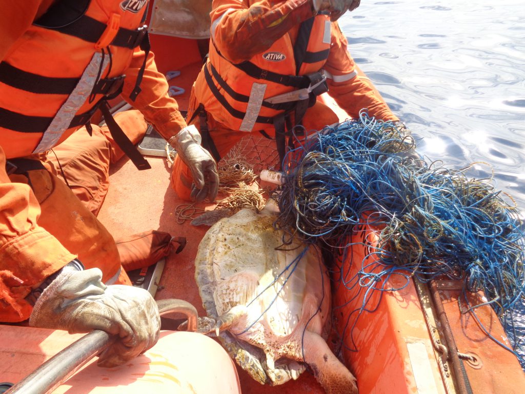 Ostras rescuers untangling turtle