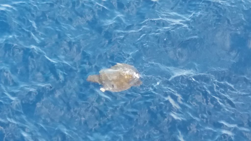 Turtle finally free from fishing net